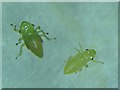 NT2470 : Froghopper nymphs from Cuckoo spit by M J Richardson