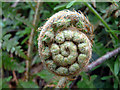 Fiddlehead Fern (curled-up young bracken fern)