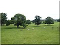 Open parkland to the south of Newbiggin Hall