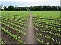 Path through newly-planted field