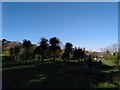 Shaded palm trees in Wells Park