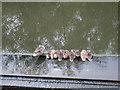 Nine Ducklings