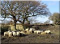 Sheep beside Butsfield Lane