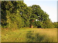 Margin on hay meadow, Chipping Ongar