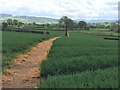 Well-defined footpath near Hirwaen