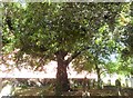 Ash tree in the churchyard of St. Mary