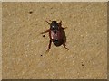 Summer Chafer