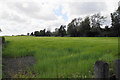 Spring wheat near Glazebury