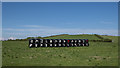 J6146 : Silage bales near Portaferry by Rossographer