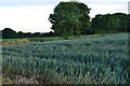 Corner of field at Upper Cowesfield Farm