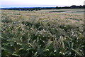 Evening fields