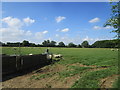 Sheep grazing near Boothby Great Wood