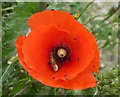 Poppy at Seed