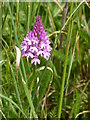 Pyramidal orchid, Doddington churchyard