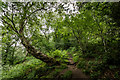 Staffordshire Way Path, Alton