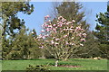 TQ7133 : Magnolia, Bedgebury Pinetum by N Chadwick