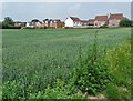 Cornfield and modern houses in Epworth