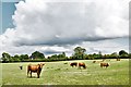 TM0878 : Wortham: Grazing land for cows by Michael Garlick