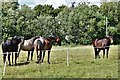 Wortham: Horses in a field ringed off for them