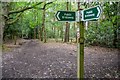 Woodbury : Footpath