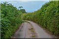 Woodbury : Country Lane