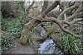 Gnarled tree over woodland stream