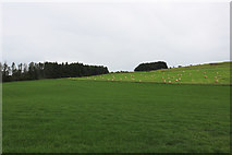 NS2515 : Farmland near Mount Freedom by Billy McCrorie