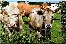 H4071 : Cows behind a wire fence, Cavanacaw Upper by Kenneth  Allen