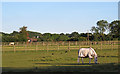 Horses in paddocks, near Kerialee Stud Farm, Stondon Massey