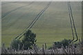 Tractor tracks in sloping crop field