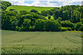 Braunton : Crop Field