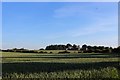 Kilblean Grain Fields