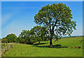 Ash trees near Rankinston