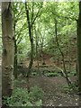 Woodland along Digley Brook