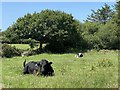 Cattle resting in the heat