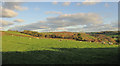 Sheep near Southcott