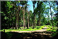 Restored woodland in Gamlingay Wood