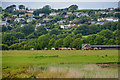 Barnstaple : Grassy Field & Cattle