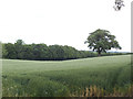 SE2147 : Wheatfield on the Farnley estate by Stephen Craven