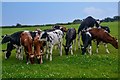 Abbots Leigh : Grassy Field & Cattle