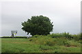 Tree by Drayton Road, Stoke Hammond