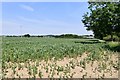 Thorpe Morieux: Broad bean crop