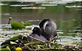 NO5350 : Coots by Mary Rodgers