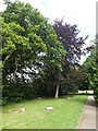 Contrasting foliage in trees, Exeter Higher Cemetery