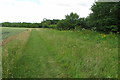 Bridleway heading into Temple Spinney