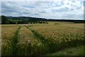 Barley near Langton Crossroads