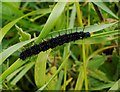 Peacock caterpillar