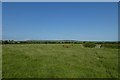 Cattle near Scrayingham Grange