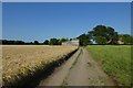 Barley near Lime Field Farm