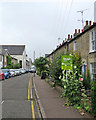 Eden Street hollyhocks